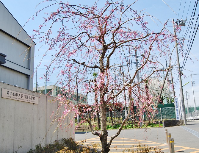 2015-0328-sidare sakura.jpg