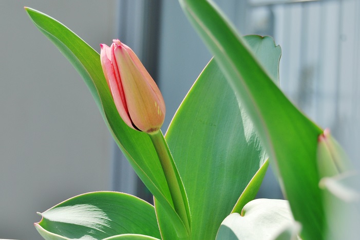 2015-0328-tulip.jpg