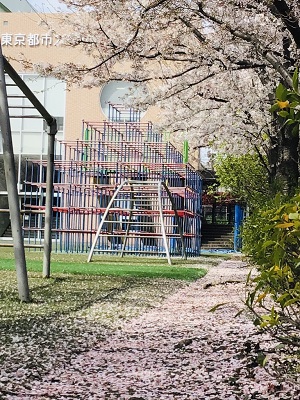 桜の絨毯ズーム.jpg