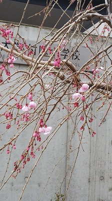 ３月１７日枝垂桜.JPG
